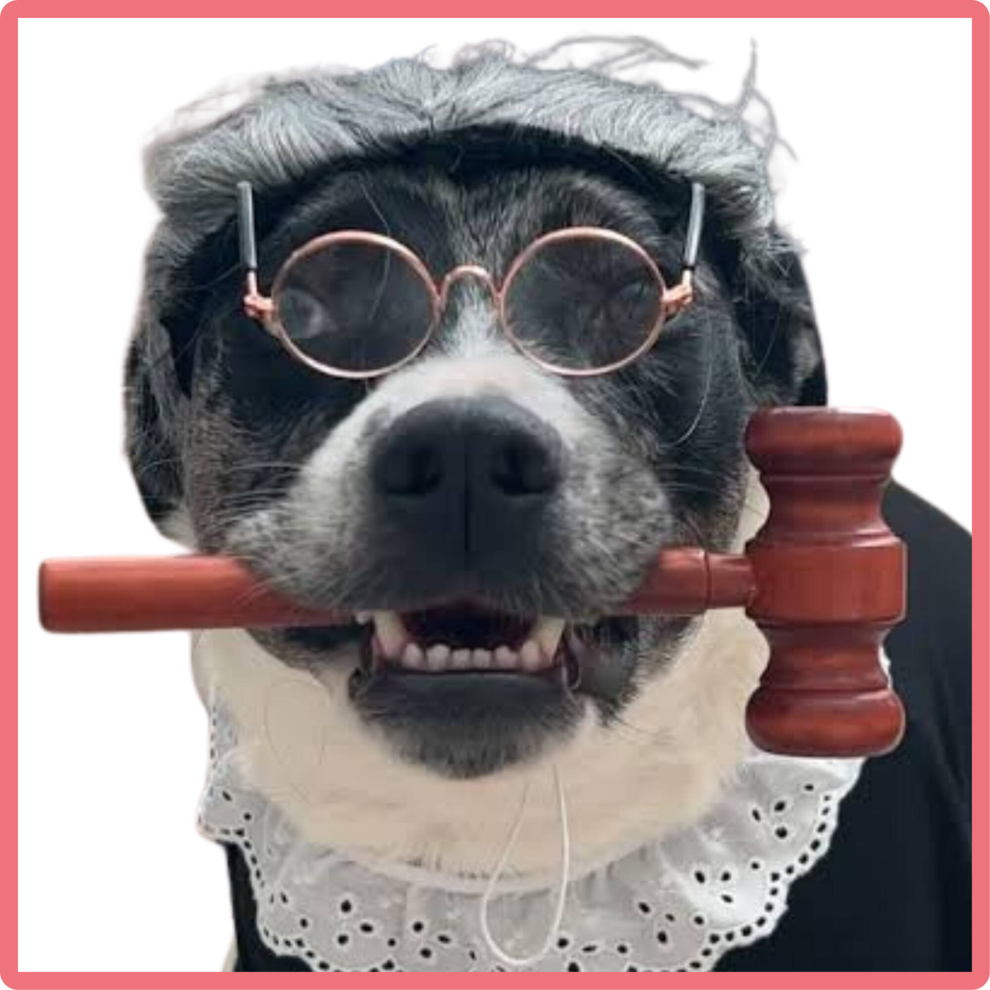Dog in Judge Costume with Gavel in Mouth